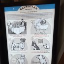 펫브런치 | 수원 스타필드(3)-애견동반 브런치 맛집 '달마시안' 강아지 식당 솔직후기 &amp; 몰리스펫샵 방문