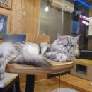 사바나 코쉬카 이미지