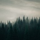 개두마리 소나무 이미지