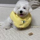 시현펫살롱 이미지