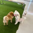 멍글하우스 이미지