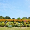 카멜리아힐 이미지