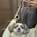 율하위드동물병원