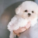 어벤져스켄넬 탑클래스펫 강아지분양 네이버블로그