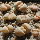 C101 Lithops ruschiorum v. ruschiorum 이미지