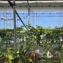 은혜과일 이미지