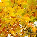 소풍가자 이미지