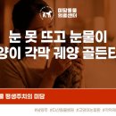 미미그루밍 | 다산 고양이 눈 못 뜨고 눈물 줄줄, 각막 궤양 진단과 안과 치료 사례