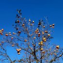 스테이 겨를 이미지