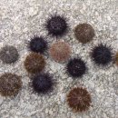 상수민박 이미지