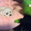 일마레 동물 메디컬 센터 이미지