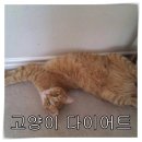 버틀랩 이미지