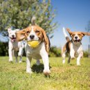 강아지 친구 이미지