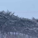 위드독애견스파풀빌라 이미지