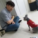 펫스쿨