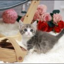 부산고양이분양 그린캣 이미지