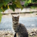 쓰담쓰담 이미지