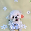 멍보드레 이미지