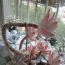 상조농장 이미지