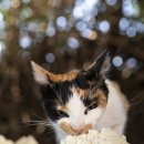 365동물병원 이미지