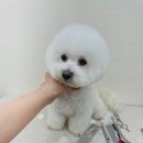 꽃다비펫 이미지