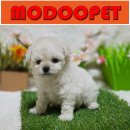 화이트펫# 이미지