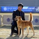 달구벌진도 이미지