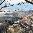 꽃자락 | 2026 광양 매화축제 방문 후기 매화마을 3월 꽃구경 명소