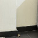 비앤비호텔 | 스페인 바르셀로나 숙소 에어비앤비, 호텔 숙박 후기(+ 생쥐 출몰..)