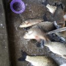 매일좌대 이미지