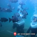 워터케어제주 | 언더워터플레이 바다 씨워킹 후기ㅣ제주 이색 체험 씨워크 추천 (체험 전 궁금한 점 Q&A 포함) 필독!