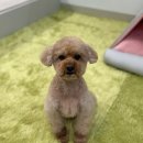 개편한 미용# 이미지