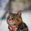 아토그루밍 | [고양이 관리 TIP] 고양이 등 위에 내린 하얀 눈? 겨울철 비듬 박멸하는 4가지 습관