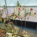 동백농장 이미지