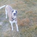 더블유펫 테마파크 이미지