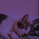 행복한 고양이 이미지