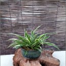 상장곤보건진료소 이미지