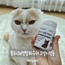 에스엔에이치 - 김포시 | 사료·간식에 뿌리기만 하면 양치 전쟁 끝나는 플라그 N덴탈 파우더 고양이 전용