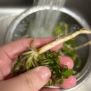 비로소 봄 이미지