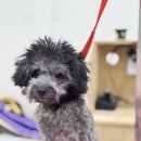 소르베 펫살롱 이미지