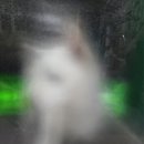 빠찌애견 이미지