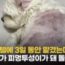 해피펫애견 이미지