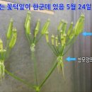 전호와 사상자 구별방법!! (전호나물(아삼)과 사상자(뱀도랏) 구별방법) 비슷한 산형과 산나물 구별하기 이미지