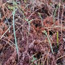 등골농장 이미지