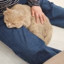 돈부타 | [인천 도화] 엘리웨이 부타캣 고양이 카페 찐 후기