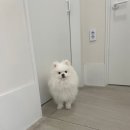 베리굿동물병원 네이버블로그