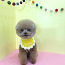 조아펫살롱 이미지