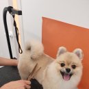 퍼피루스 이미지