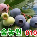 잉꼬하우스 이미지