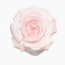 까멜리아 이미지